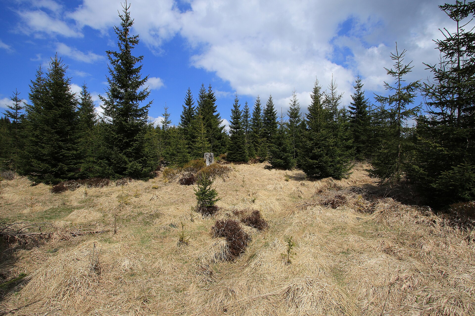 Naturschutzgebiet Großer Kranichsee bei Mühlleithen